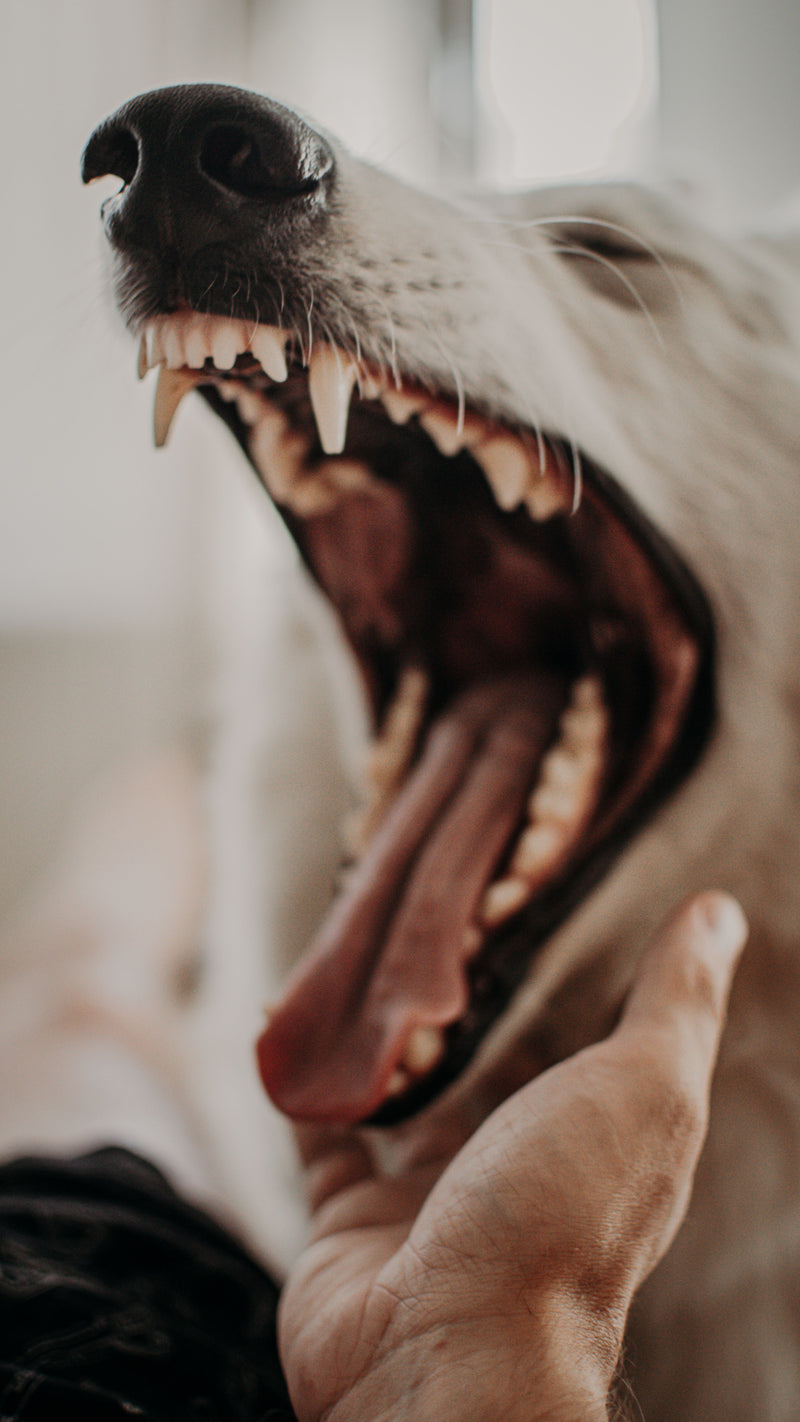 Dental